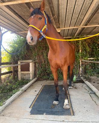 Cavallo da salto