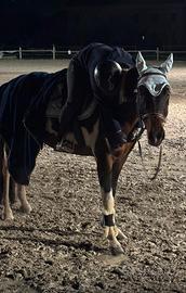 PONY PEZZATO del 2016