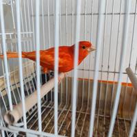 Canarini Rosso intenso