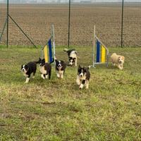 Cuccioli Border Collie