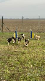 Cuccioli Border Collie