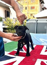 Cuccioli Staffordshire bull terrier