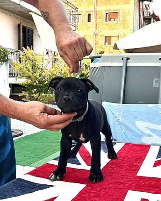 Cuccioli Staffordshire bull terrier