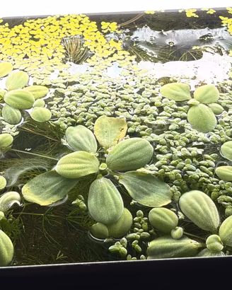 Piante
