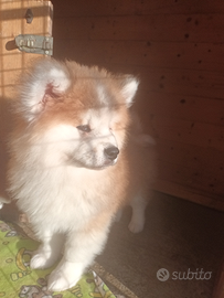 Akita fulvo pelo lungo