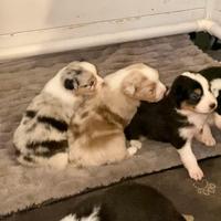 Pastore Australiano Australian Shepherd cuccioli