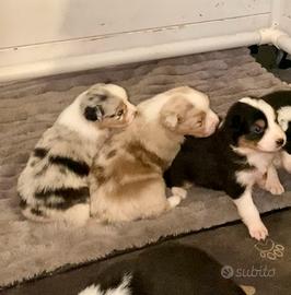 Pastore Australiano Australian Shepherd cuccioli