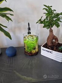 composizioni "nano-acquario"