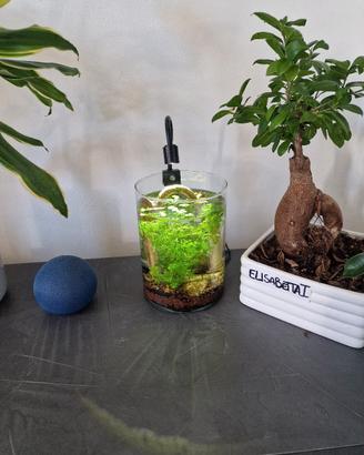 composizioni "nano-acquario"