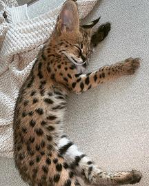 Gatto savannah f5 maschio e femmina