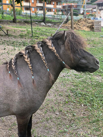 Monta Stallone Mini Pony GRATIS