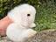 Immagine 1