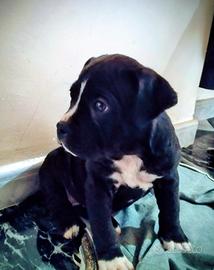 Cucciola di Amstaff 2 mesi