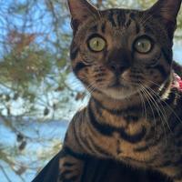 Bengala disponibile per monta