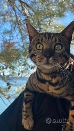 Bengala disponibile per monta