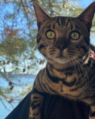 Bengala disponibile per monta