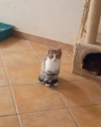 Cloe gattina 3 mesi
