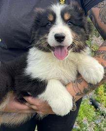 Cuccioli pastori australiani