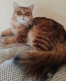 Femmina siberiano