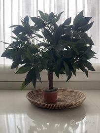 Pianta finta di olivo