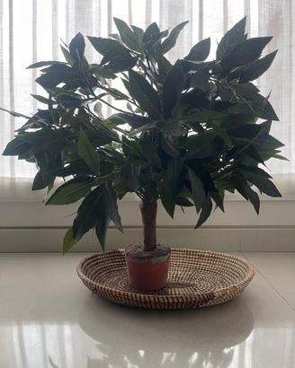 Pianta finta di olivo