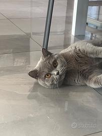 Scottish fold femmina sterilizzata