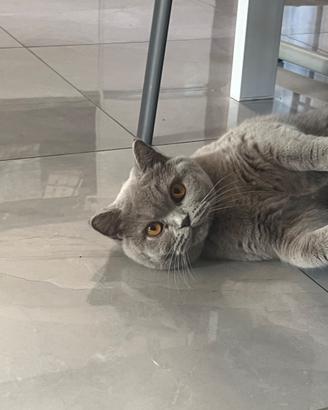 Scottish fold femmina sterilizzata