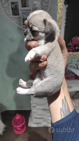 Chihuahua 1 maschietto e una femminuccia
 in vendita a Villabate