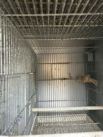 Capodarco messicano ucc