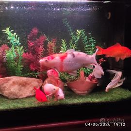 acquario 200L