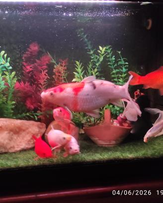 acquario 200L