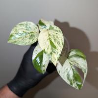 epipremnum pinnatum marmorizzato