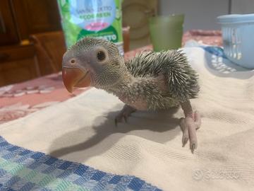 Parrocchetti dal collare