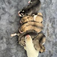 Siberian Husky pedigree Enci disponibili