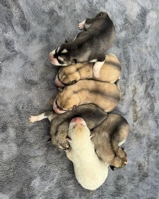 Siberian Husky pedigree Enci disponibili
