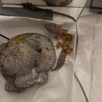 Geco leopardino