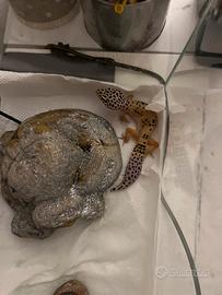Geco leopardino