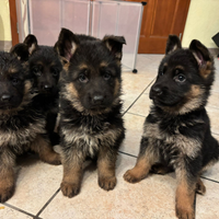 Cuccioli pastore tedesco