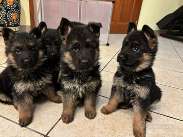 Cuccioli pastore tedesco