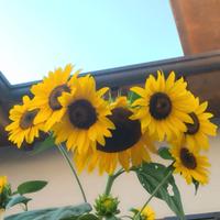 Pappagalli allevamento e stallo