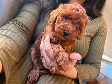 Barboncini toy e nani