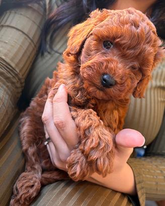 Barboncini toy e nani