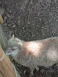 Agnello maschio di pecora nana di Ouessant