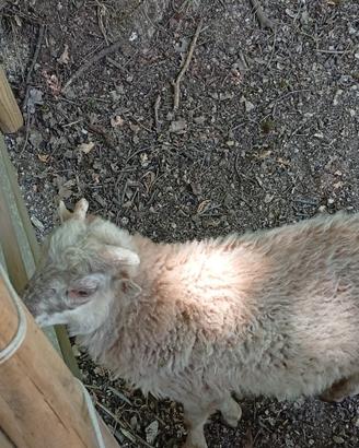Agnello maschio di pecora nana di Ouessant