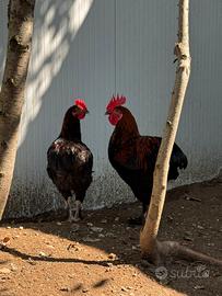 Gallo Marans