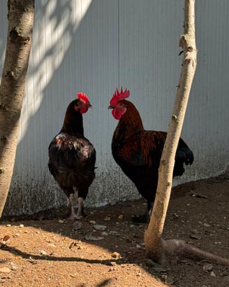 Gallo Marans