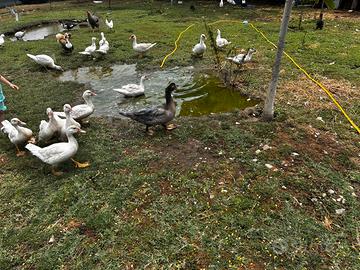 Papere Galline Faraone