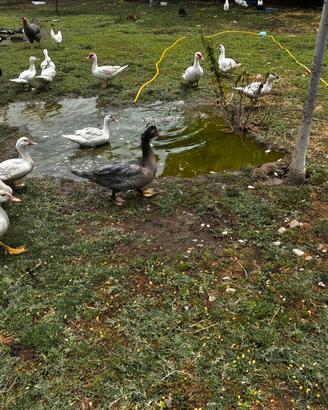 Papere Galline Faraone