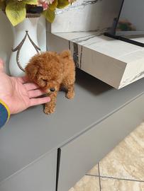 Barboncino Toy Cucciolo 70 Giorni