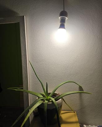 n. 5 Lampadine Beghelli Led 10W (1 Euro/lampadina)